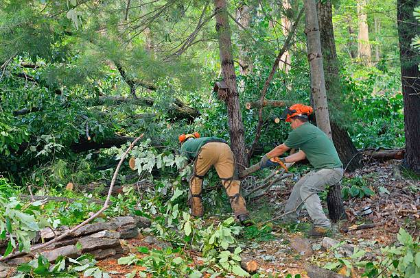 Best Tree Removal Cost  in Stevenson Ranch, CA